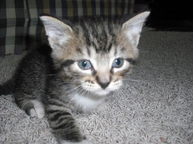[Saint Pat. Kitty 035[3].jpg]