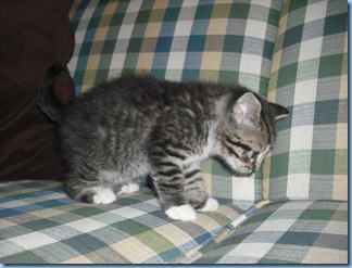 Saint Pat. Kitty 038