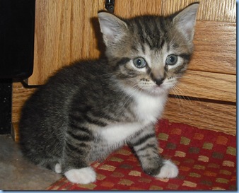 Saint Pat. Kitty 052