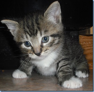Saint Pat. Kitty 051