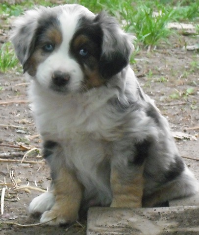 [Puppies, Cats and Farm Pictures 244[2].jpg]