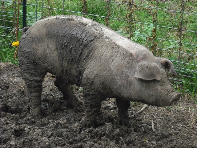 [Pigs 008[2].jpg]