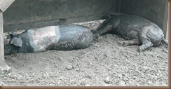 Pigs 009