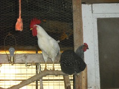 Chase Visit and Farm Pics 042