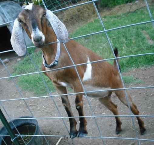 [ChaseVisitandFarmPics0504.jpg]