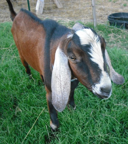 [ChaseVisitandFarmPics0554.jpg]