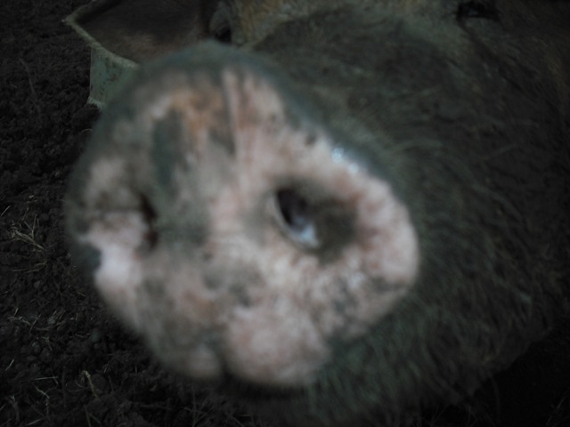 [ChaseVisitandFarmPics0743.jpg]