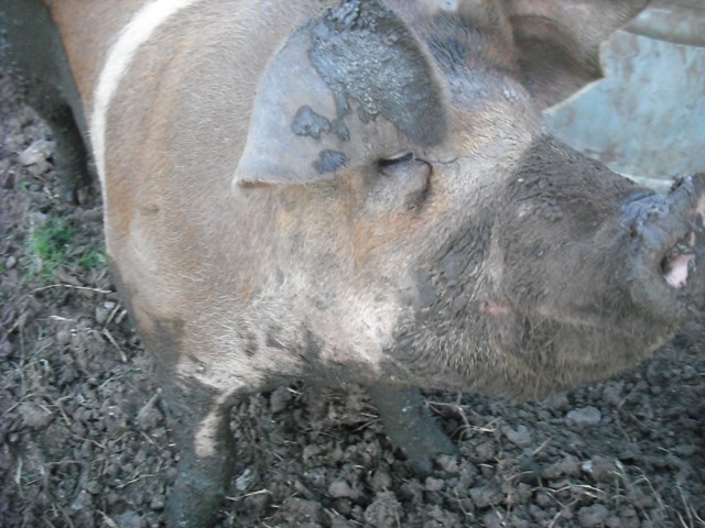 [ChaseVisitandFarmPics0793.jpg]