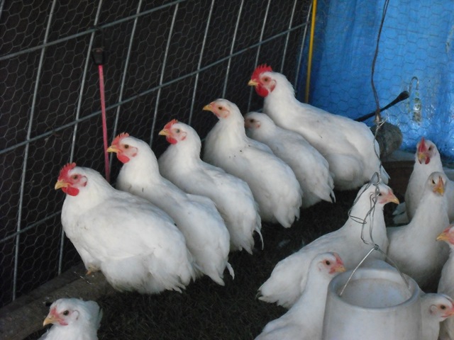 [ChaseVisitandFarmPics0954.jpg]