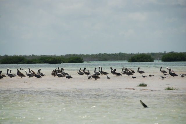 [Holbox6[2].jpg]