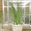 Ash808's Back Container garden