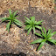 Ruellia "Southern Star" white