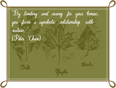 [part 3 quotation bonsai[3].png]