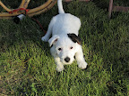Crouching puppy, hidden dragon.