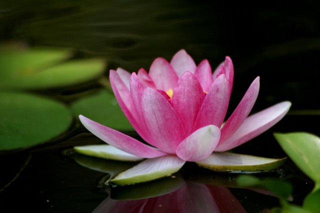 [LotusFlower[4].jpg]
