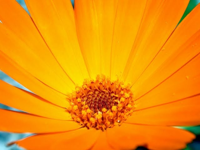 [flower3[14].jpg]