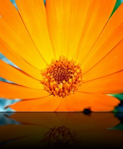 flower3