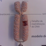 Um modelo de cromossomo.