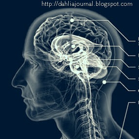 [brain[30].jpg]