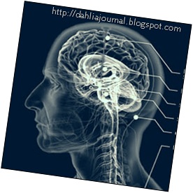 brain