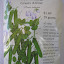 Green Arrow Shelling Pea Seeds