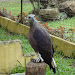 Malagos Garden Resort Philippine Eagle