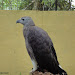 Philippine Eagle at Malagos Garden Resort