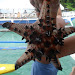 Starfish Image.jpg Starfish Image.jpg