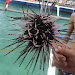 Black Sea Urchin.jpg Black Sea Urchin.jpg