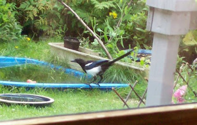C'mon Breadcrumbs!  The excitement builds.