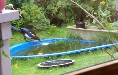 magpie stretches for the bread