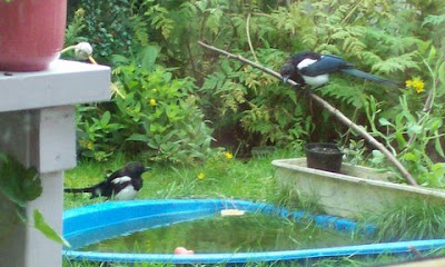 magpies meet at the pool with bread to be had
