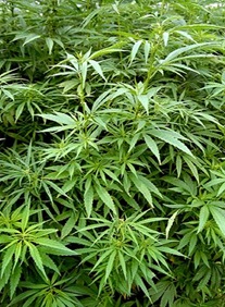 Sativa
