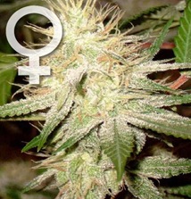 afghana