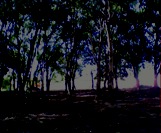 bosque2
