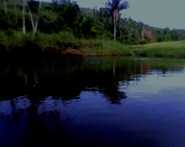 bosque1
