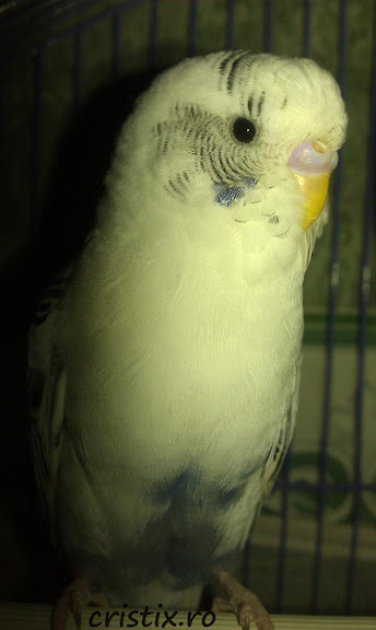 htc desire HD coco