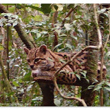 BelizeTikal2004 Photos