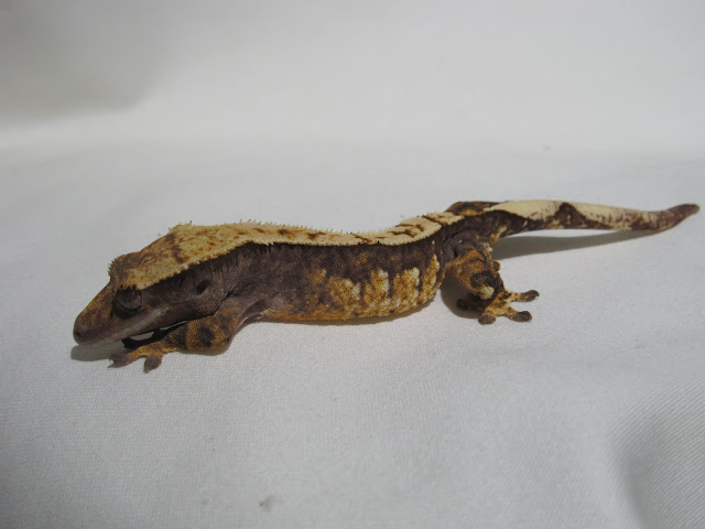 Tri Color Crested Gecko Female