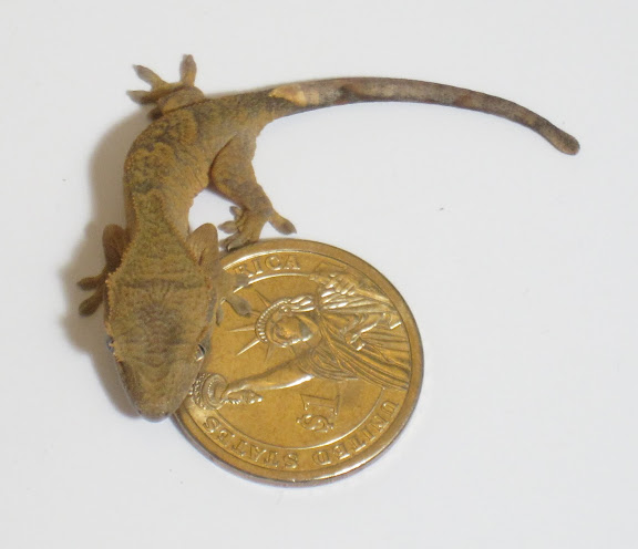 Yellow Tiger Crested Gecko Juvenile