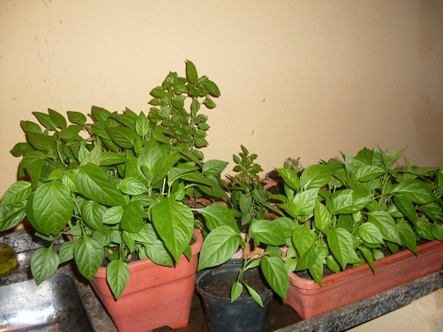 [SDC109763.jpg]