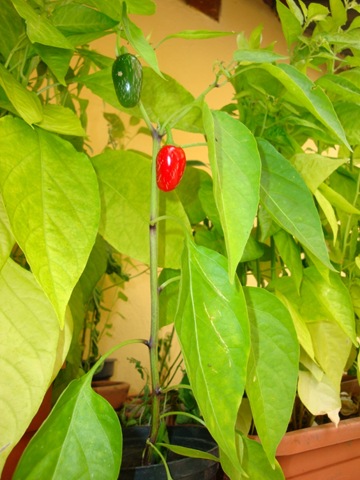 [DSC014996.jpg]