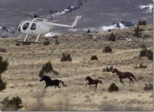 antelope 2_4_2011