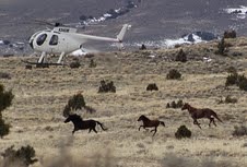 [antelope 2_4_2011[7].jpg]
