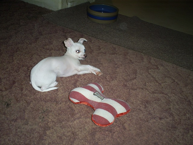 [puppies 021[3].jpg]
