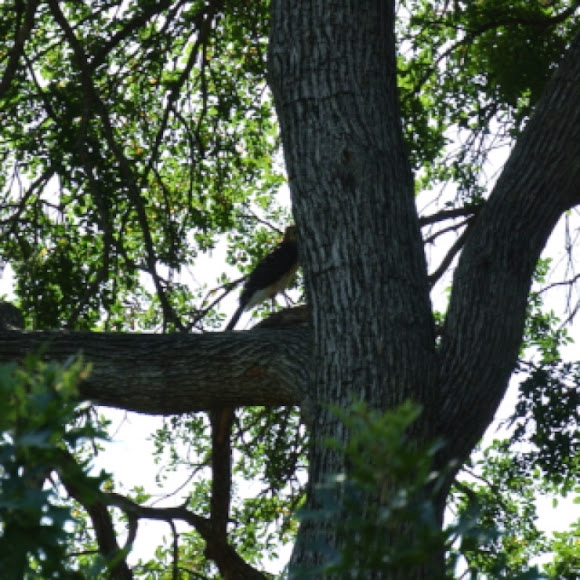 Spotting Image 1