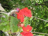 IMG_0131.jpg