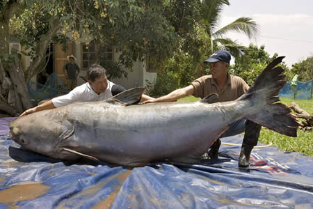 a406 catfish 9 of the Worlds Biggest Animals