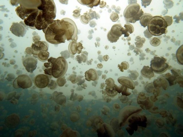 palau 08 Swim among thousands of Jellyfish