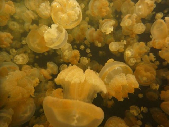 palau 10 Swim among thousands of Jellyfish